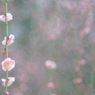 彩時