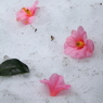 雪上散椿