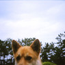 犬の頭
