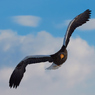 SKY KING