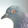 カワラバト大接近