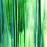 竹林