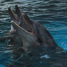IMG_1775(