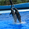 IMG_1939(a)