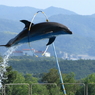 IMG_1949(a)