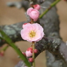 薄紅梅