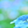 紫陽花