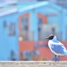 Phot