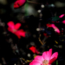 Phot