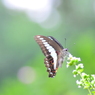 Ｐｈｏｔ