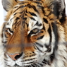 旭山動物園