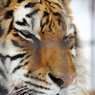 旭山動物園