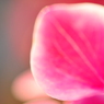 Phot