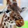旭山動物園