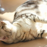 猫の日2014