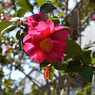 山茶花