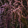 夕照
