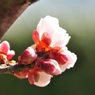 開花目指して太陽に向かい