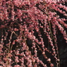 昼下がりの花しぶき
