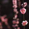 HIKARI NO KIMOCHI