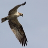 Hovering