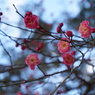 紅梅