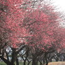 桜は　　まだ、