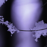 snow's choker