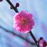 梅の花