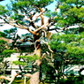 妙顕寺庭園