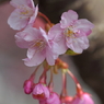 一番早い春⑫