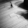 ネコの居る日常 - 19