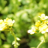 菜の花畑