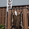 獲れました！！