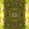 「四季」Natural beauty psychedelic　26