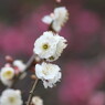 北野天満宮の梅