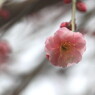 北野天満宮の梅