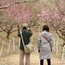 couple under blossom Ⅰ