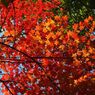宝福寺紅葉-2
