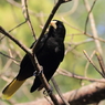 ネオパークオキナワの鳥たち　１