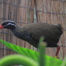 ネオパークオキナワの鳥たち　３