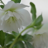 Christmas Rose'Elegance Ice' 