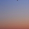 Fly High!