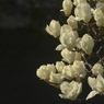 365日分の１日の偶然