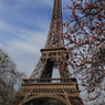 Paris11 eiffel tower with blossom