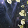 Leaves 06