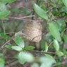 カマキリの卵見っけ！