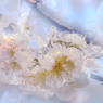 華遊ぶ