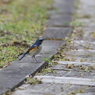 青い鳥