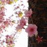 sakura saku 2